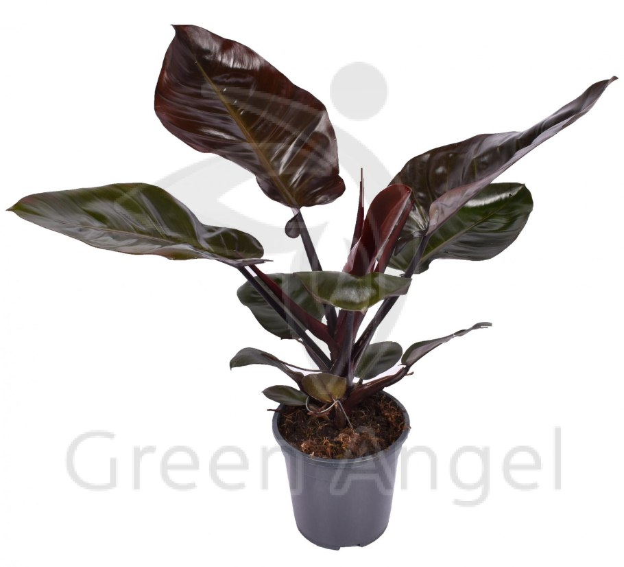 Блэк кардинал филодендрон