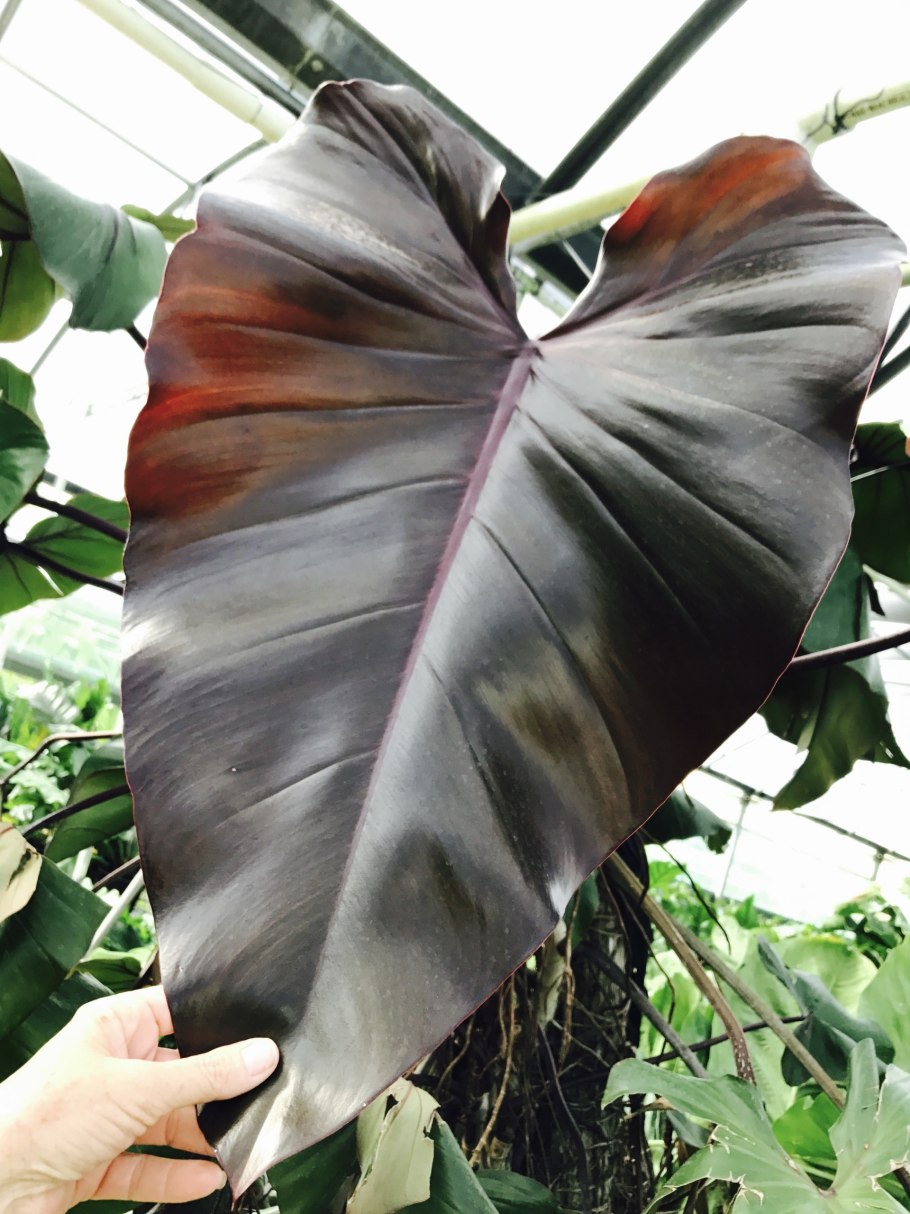 Филодендрон Queen