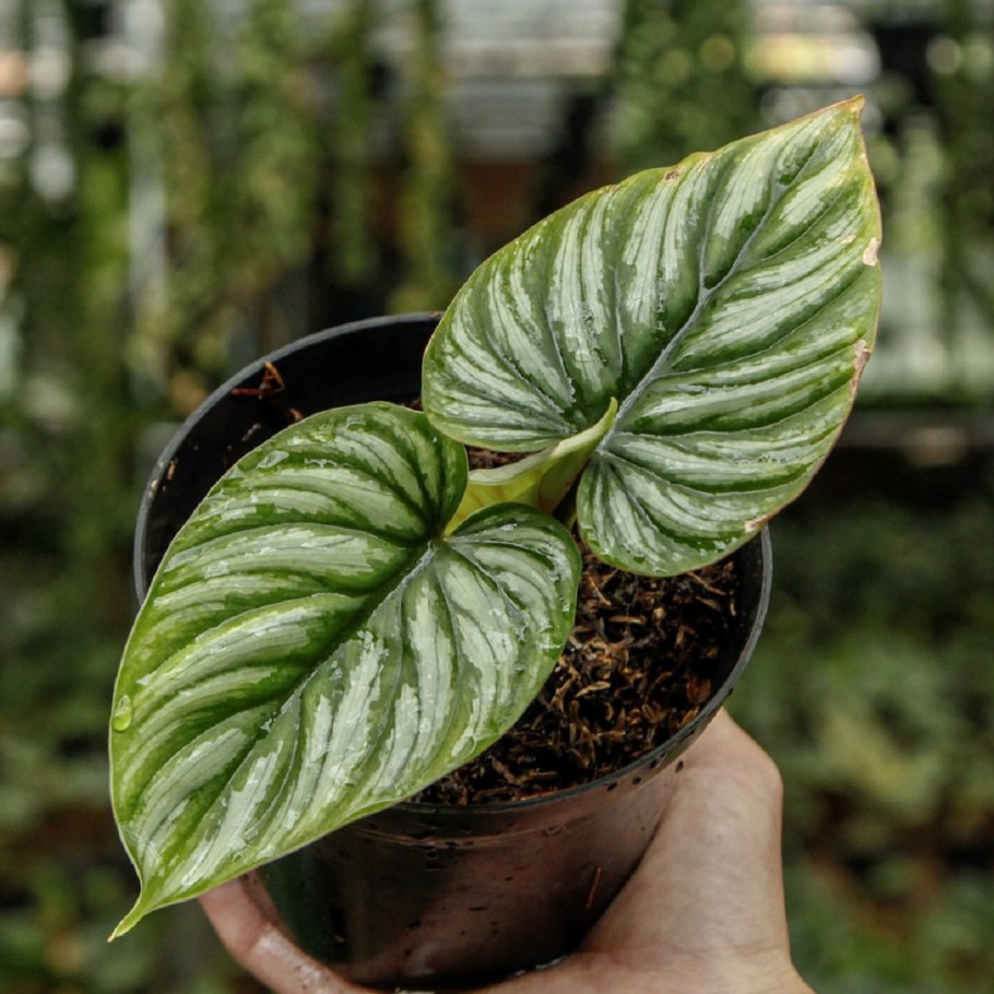 Филодендрон Royal Queen