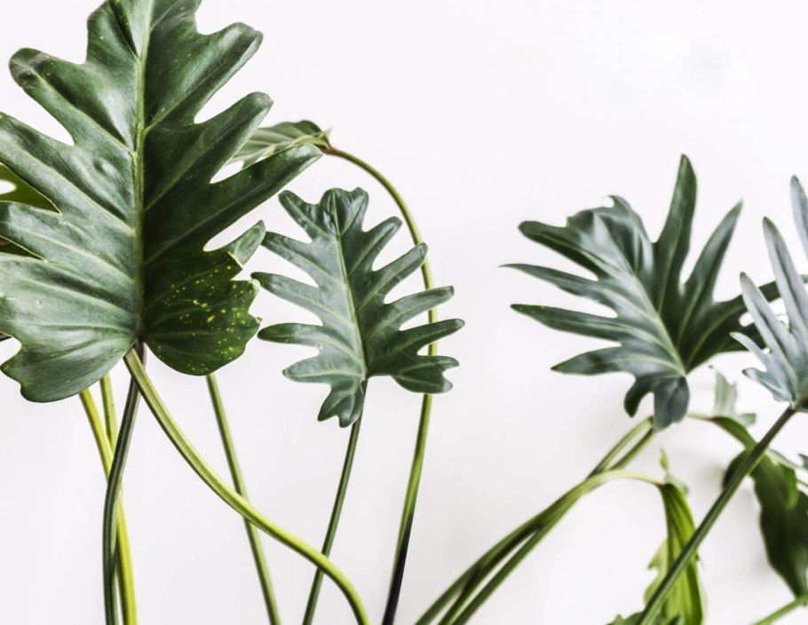 Филодендрон ксанаду