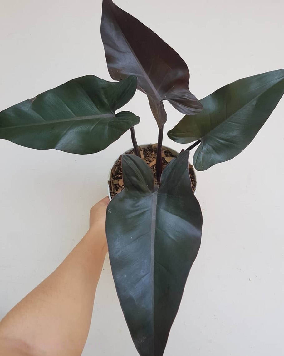Филодендрон Блэк Маджести