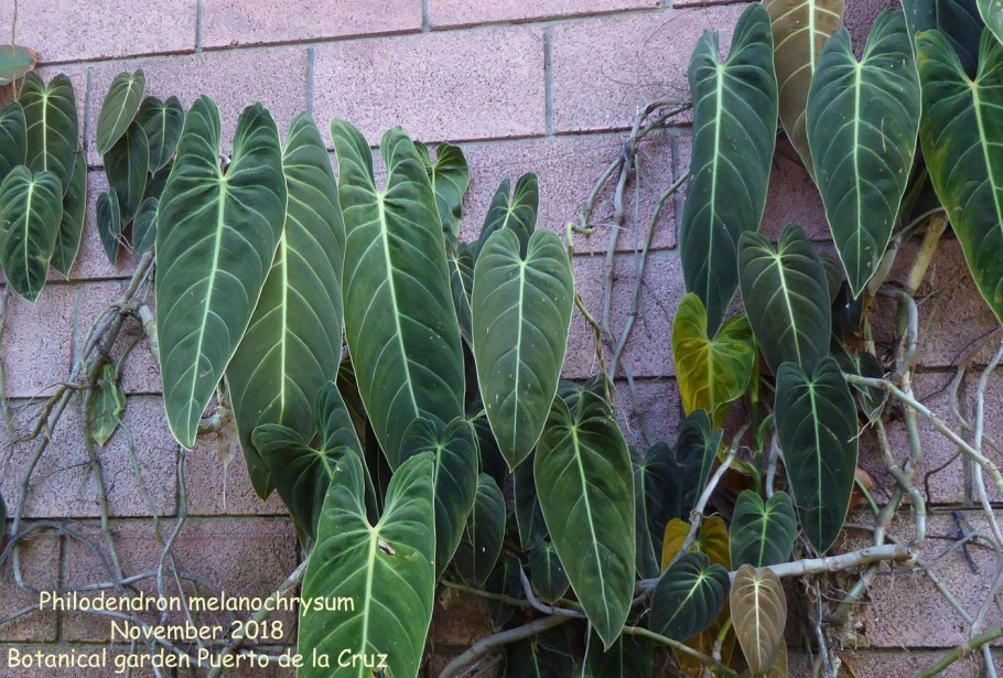 Филодендрон атабапоенс