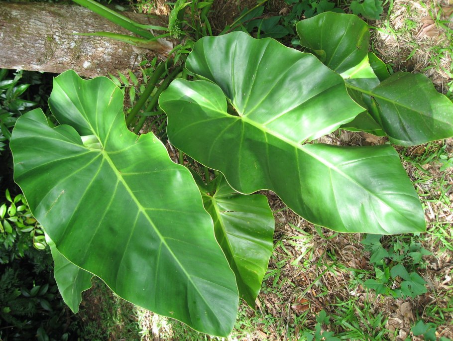 Philodendron ... Блэк Кардинал