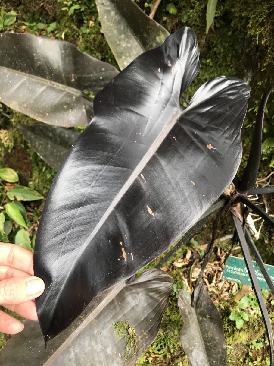 Филодендрон черный Кардинал