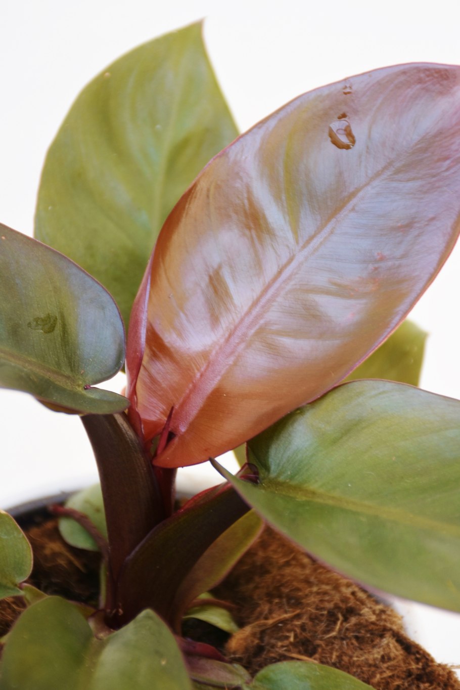 Philodendron hederaceum