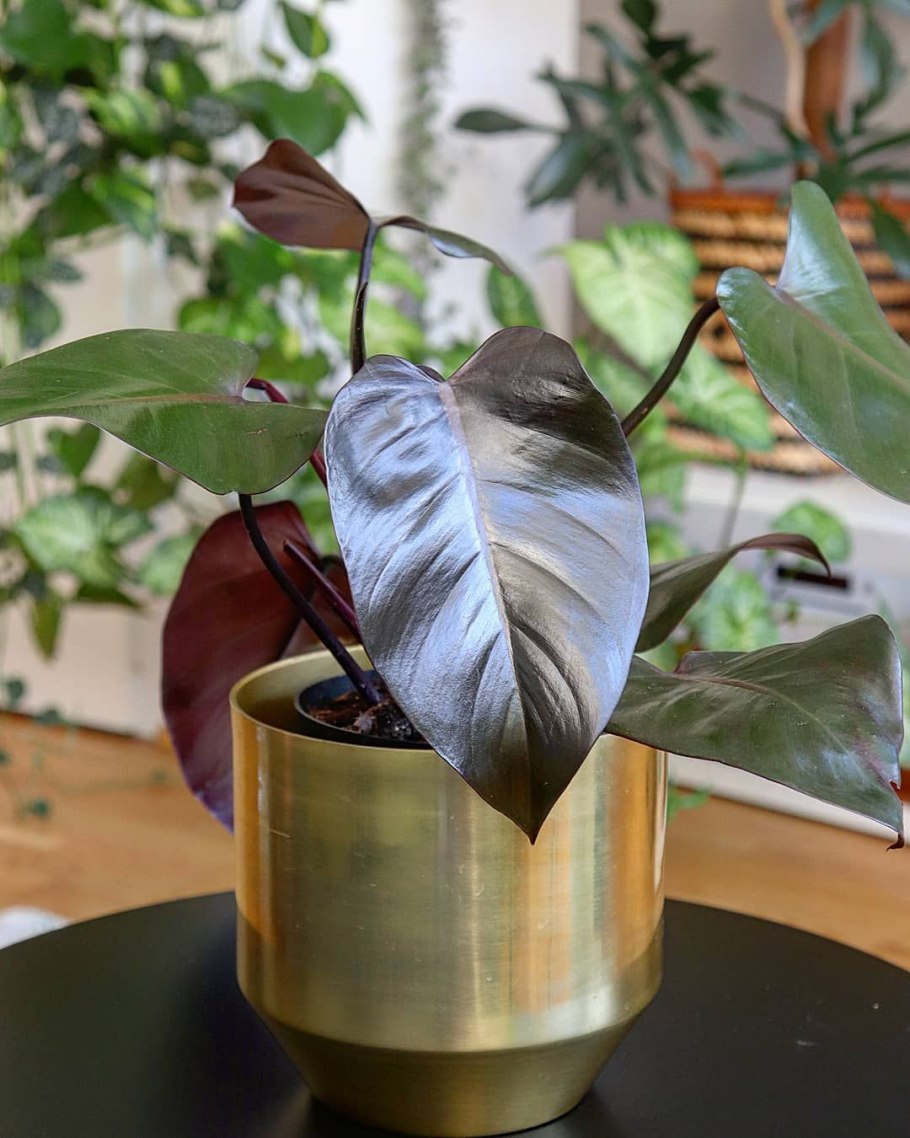 Филодендрон мандианум