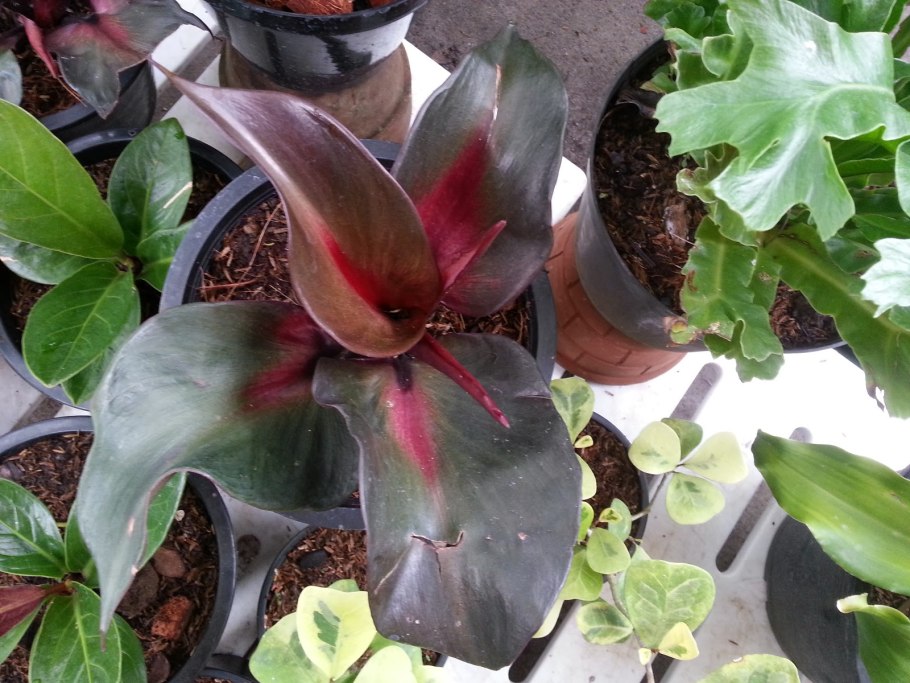 Филодендрон Блэк Кардинал