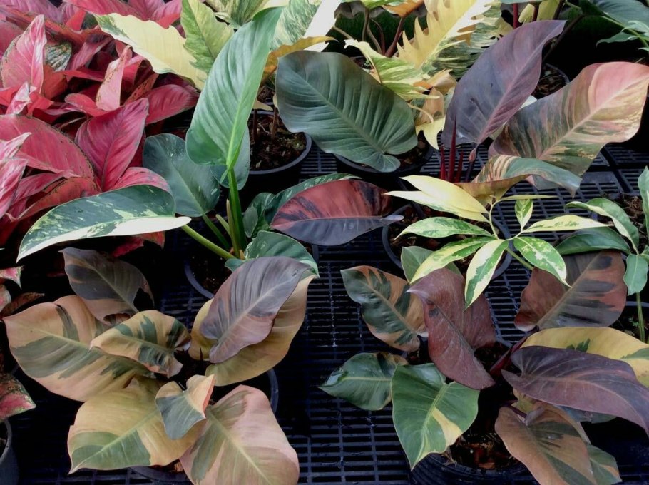 Филодендрон Блэк Кардинал черный