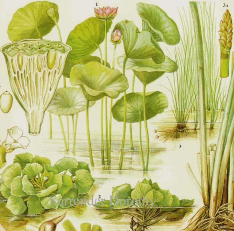 Стрелолист Sagittaria sagittifolia