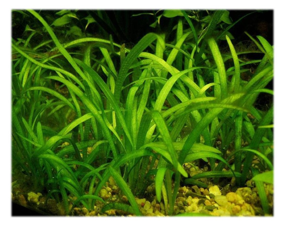 Водные растения гидрофиты