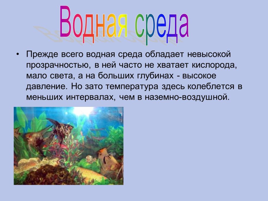 Офиопогон Японика