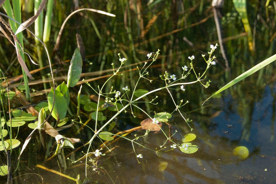 Стрелолист стрелолистный