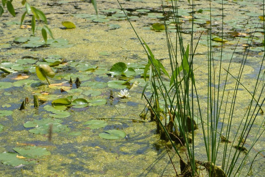 Стрелолист обыкновенный «Flore pleno»