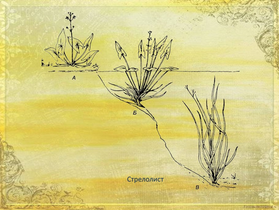 Стрелолист листья изменчивость