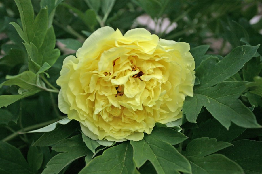 Пион древовидный Йеллоу Кроун