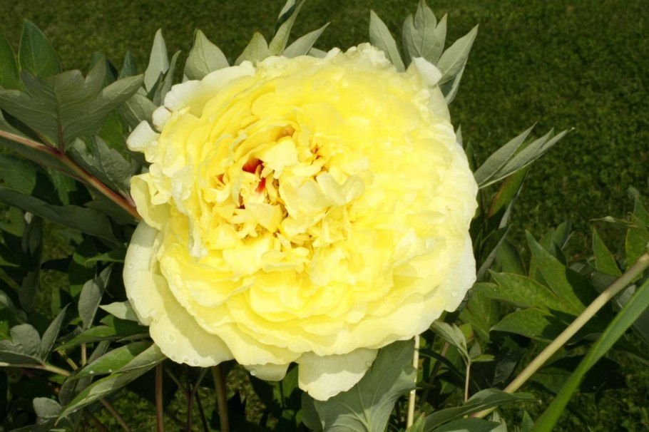 Пион древовидный Йеллоу Краун