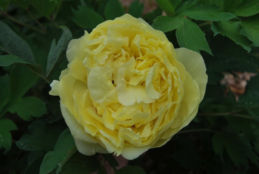 Пион Ито-гибрид Йеллоу Краун