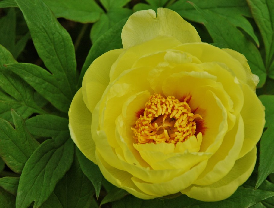 Пион Йеллоу Краун