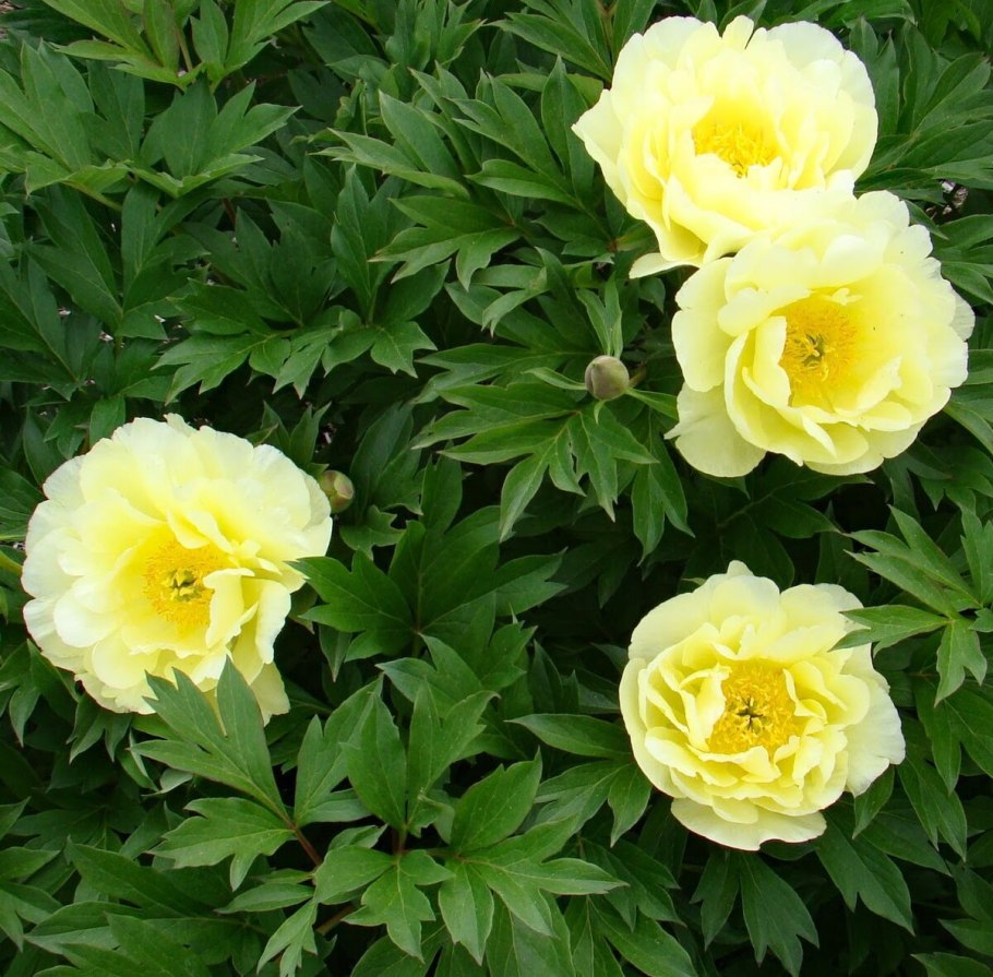 Пион древовидный Йеллоу Кроун