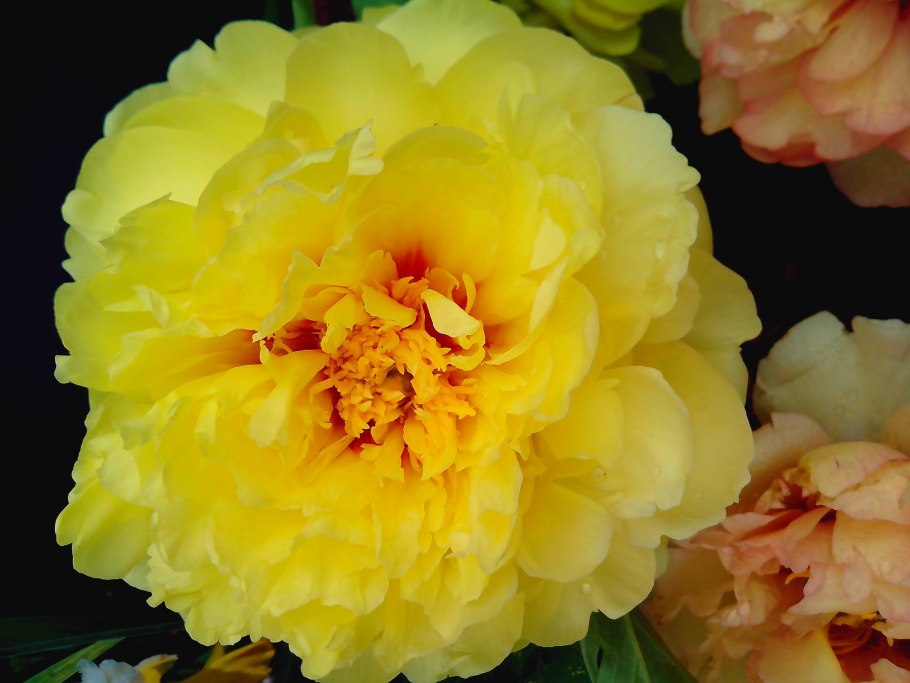 Пион "Йеллоу Краун" (Yellow Crown)