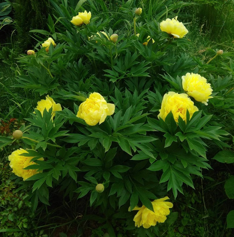 Пион Ито Смит Фэмили Йеллоу