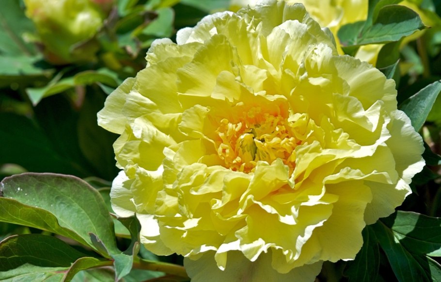 Пион молочноцветковый желтый