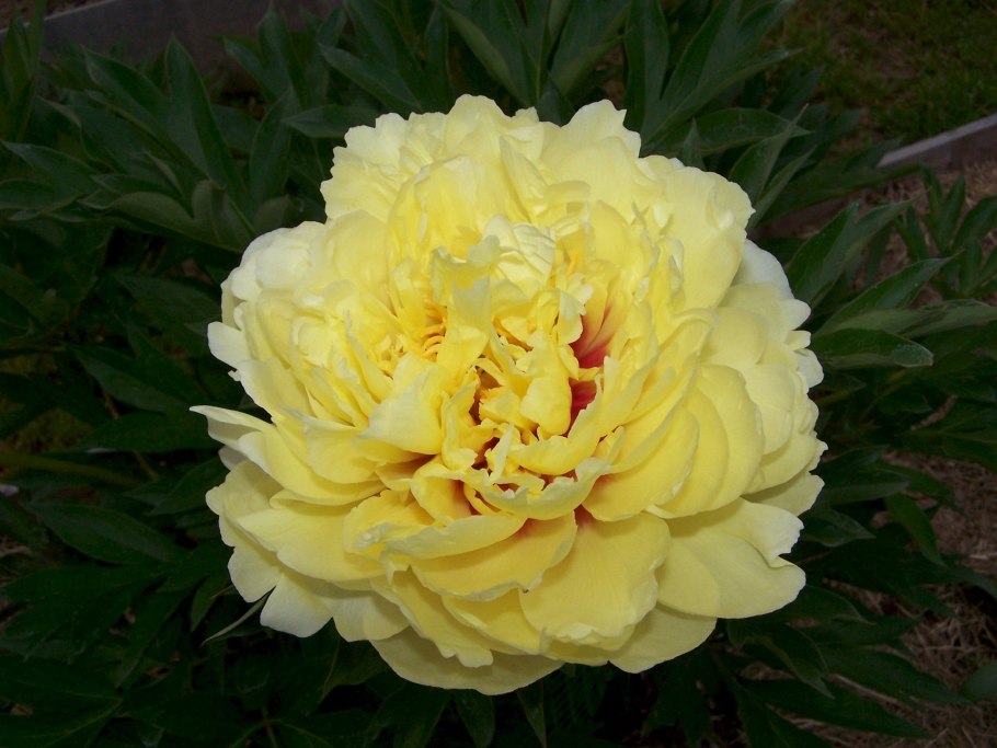 Пион древовидный Йеллоу Краун