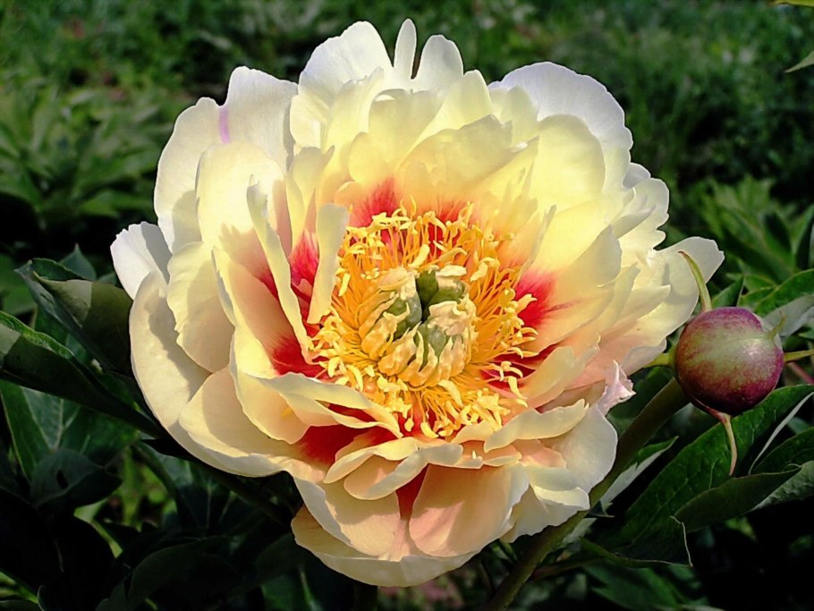 Йеллоу Дабл пион