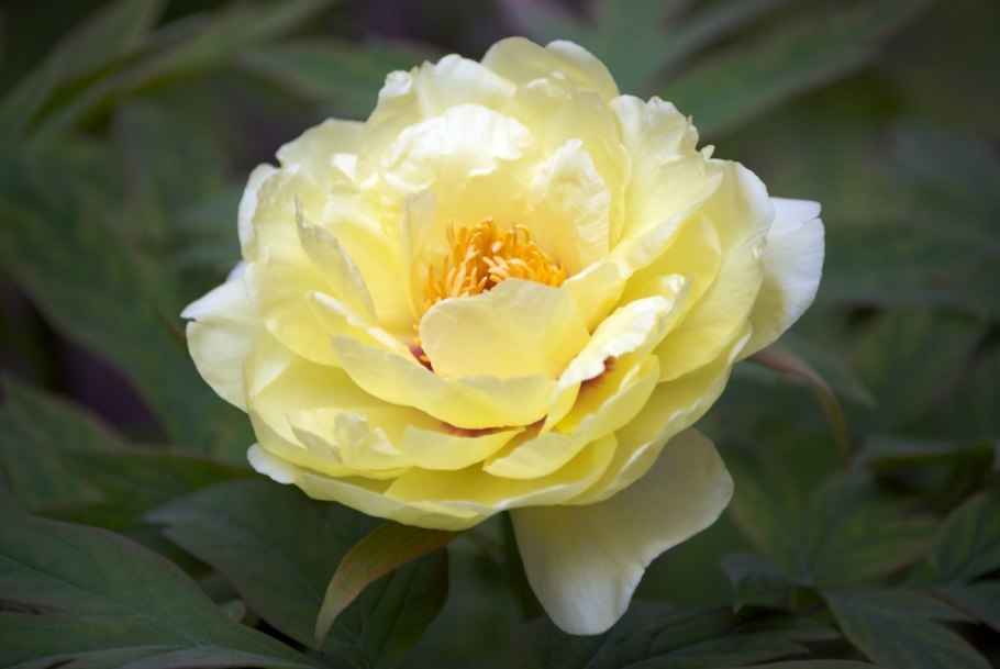 Пион Ито Бартзелла