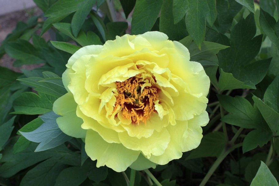 Пион Йеллоу Краун