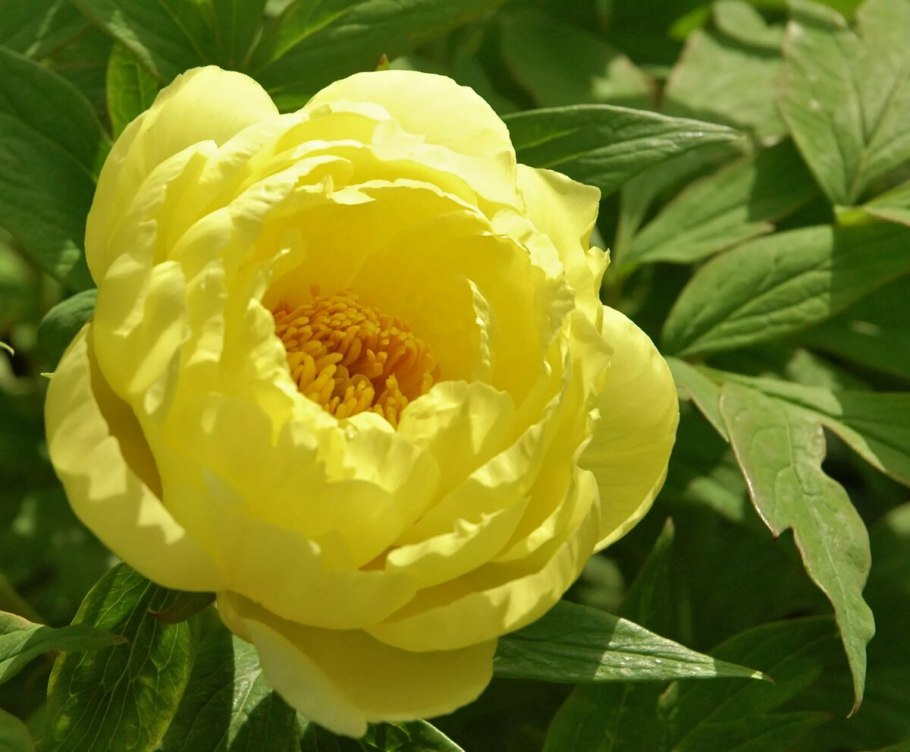 Itoh Yellow Crown пион