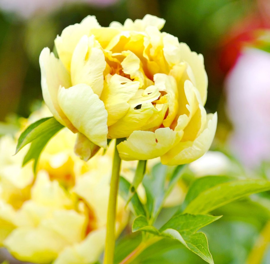 Пион Йеллоу Кроун