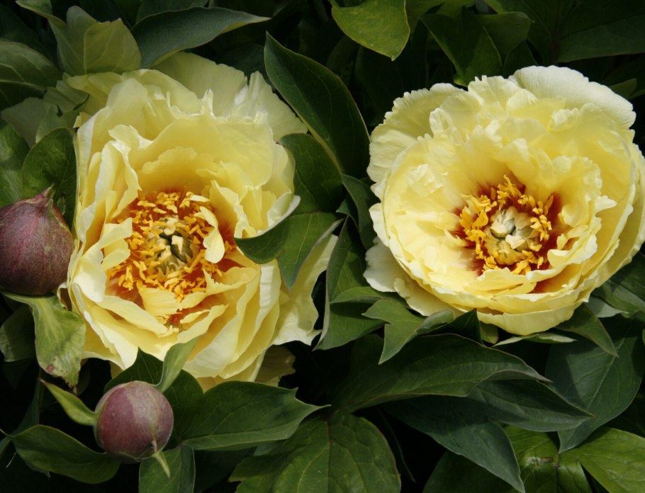 Пион Йеллоу Ватерлили