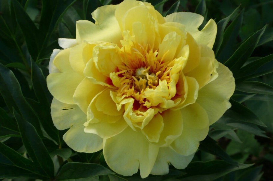 Пион Йеллоу Кинг