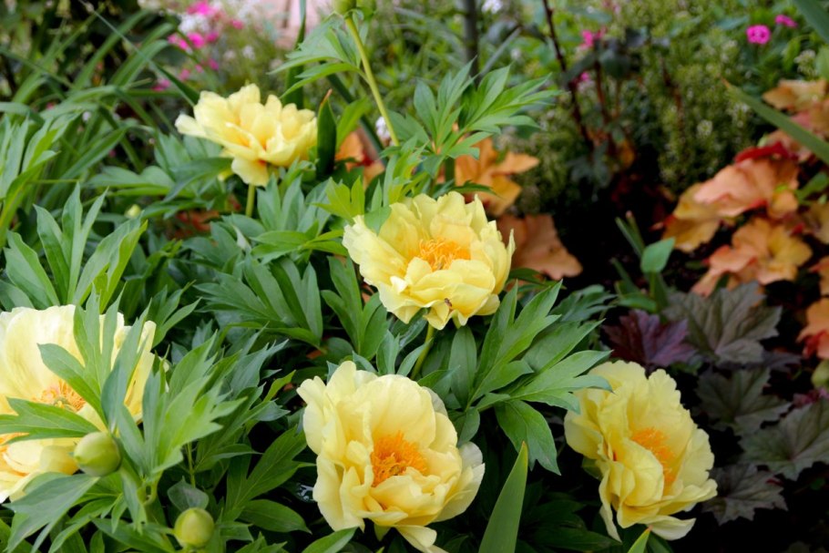 Йеллоу Дабл пион