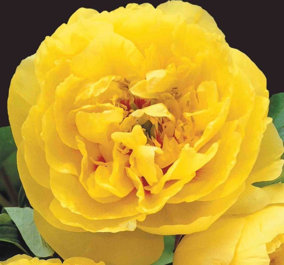 Пион желтый Йеллоу Краун