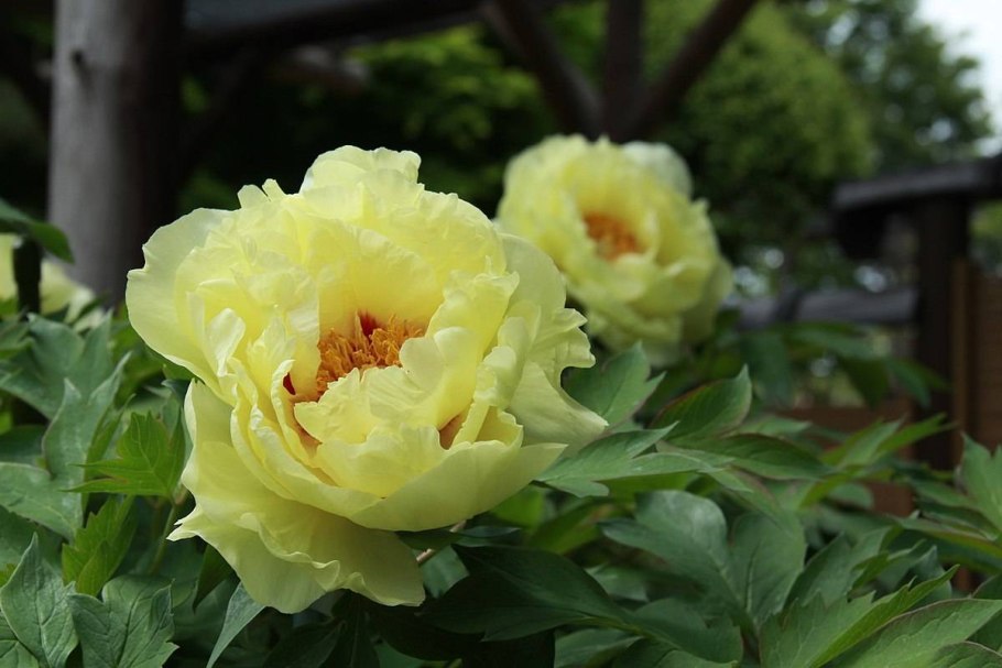 Пион древовидный Йеллоу