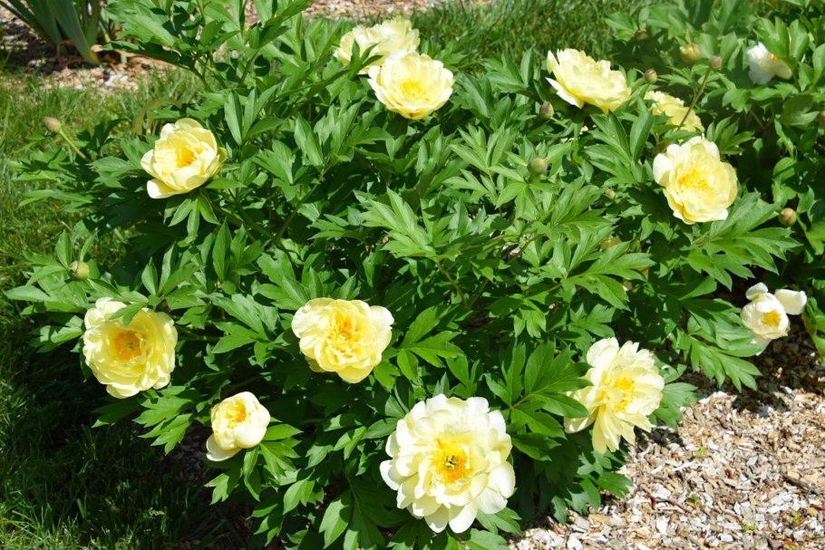 Пион Ито Йеллоу Краун