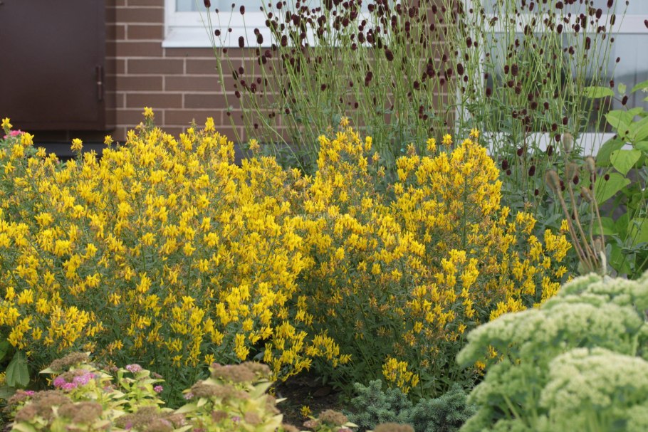 Дрок красильный (Genista tinctoria)