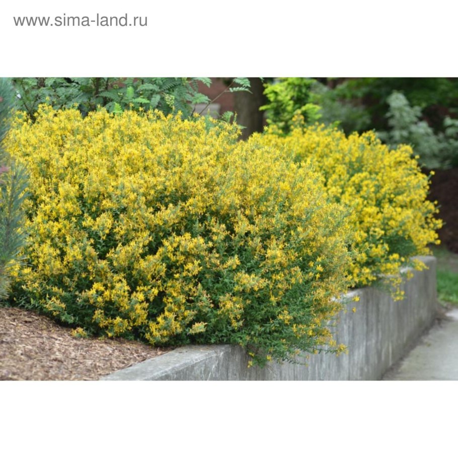 Дрок красильный куст