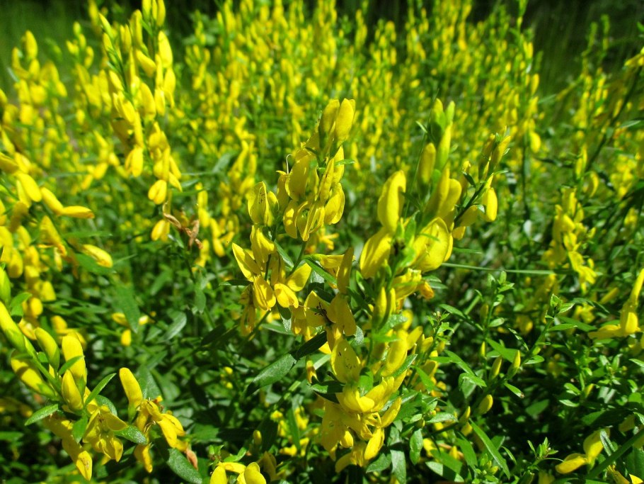 Дрок красильный (Genista tinctoria)
