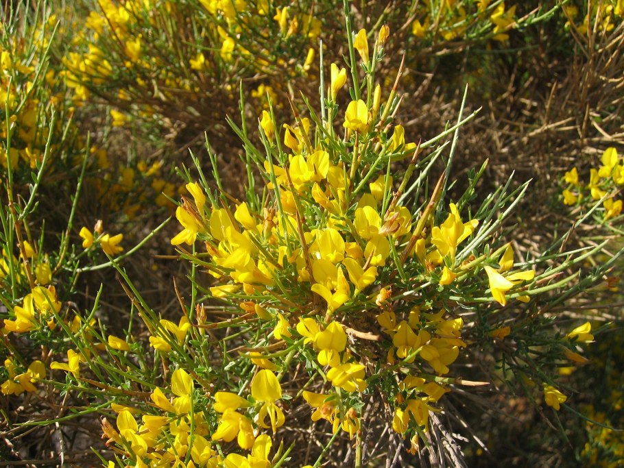 Дрок лидийский (Genista Lydia)