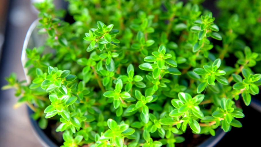 Тимьян в горшке