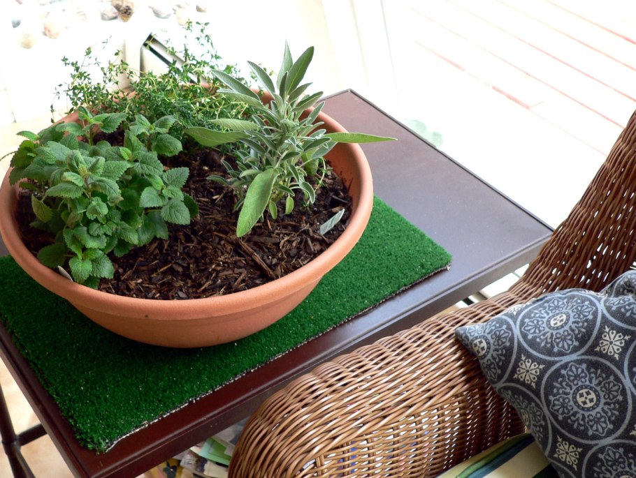 Мята шалфей розмарин комнатные растения