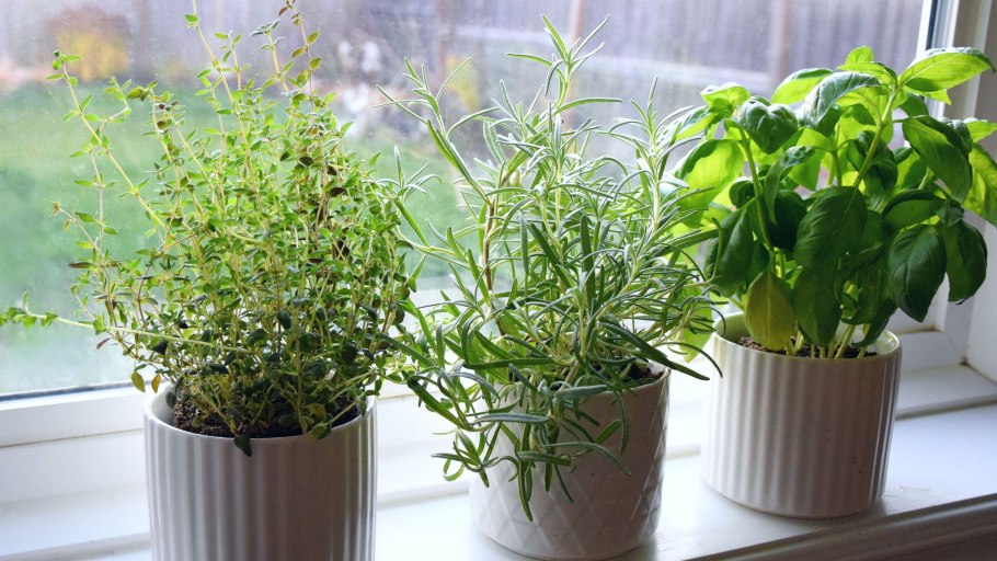 Базилик и розмарин в одном горшке можно сочетать