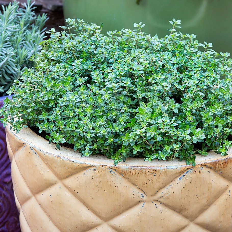 Зелень в горшке "розмарин"