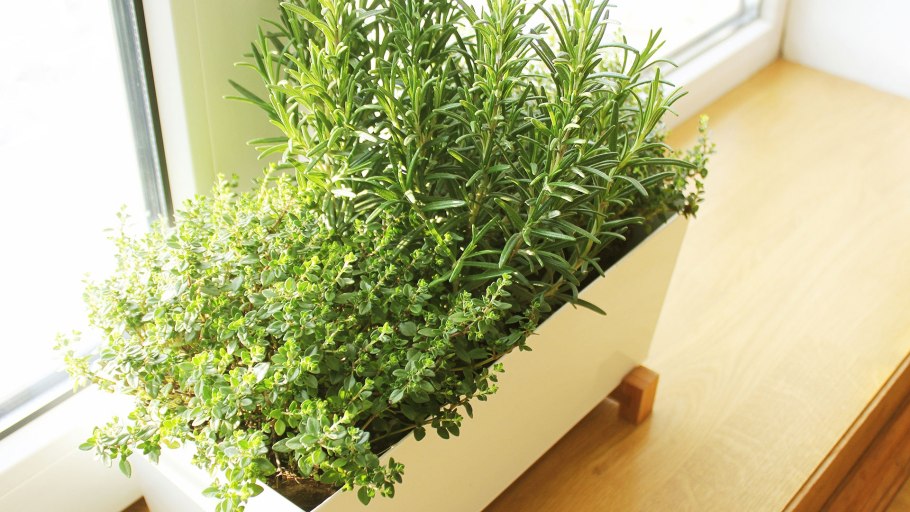 Пряные травы тимьян