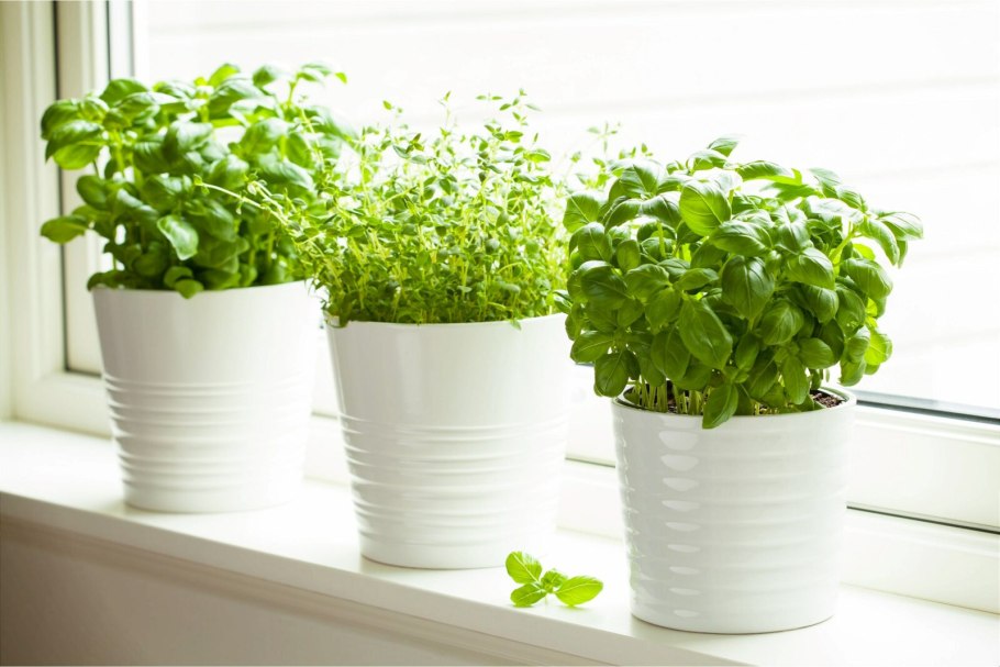 Тимьян овощной Медок