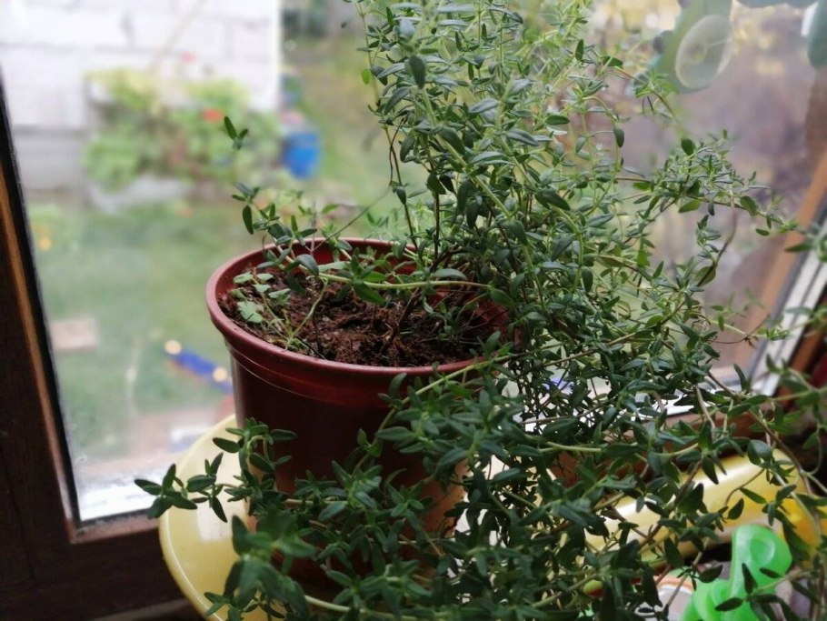 Розмарин тимьян на окне