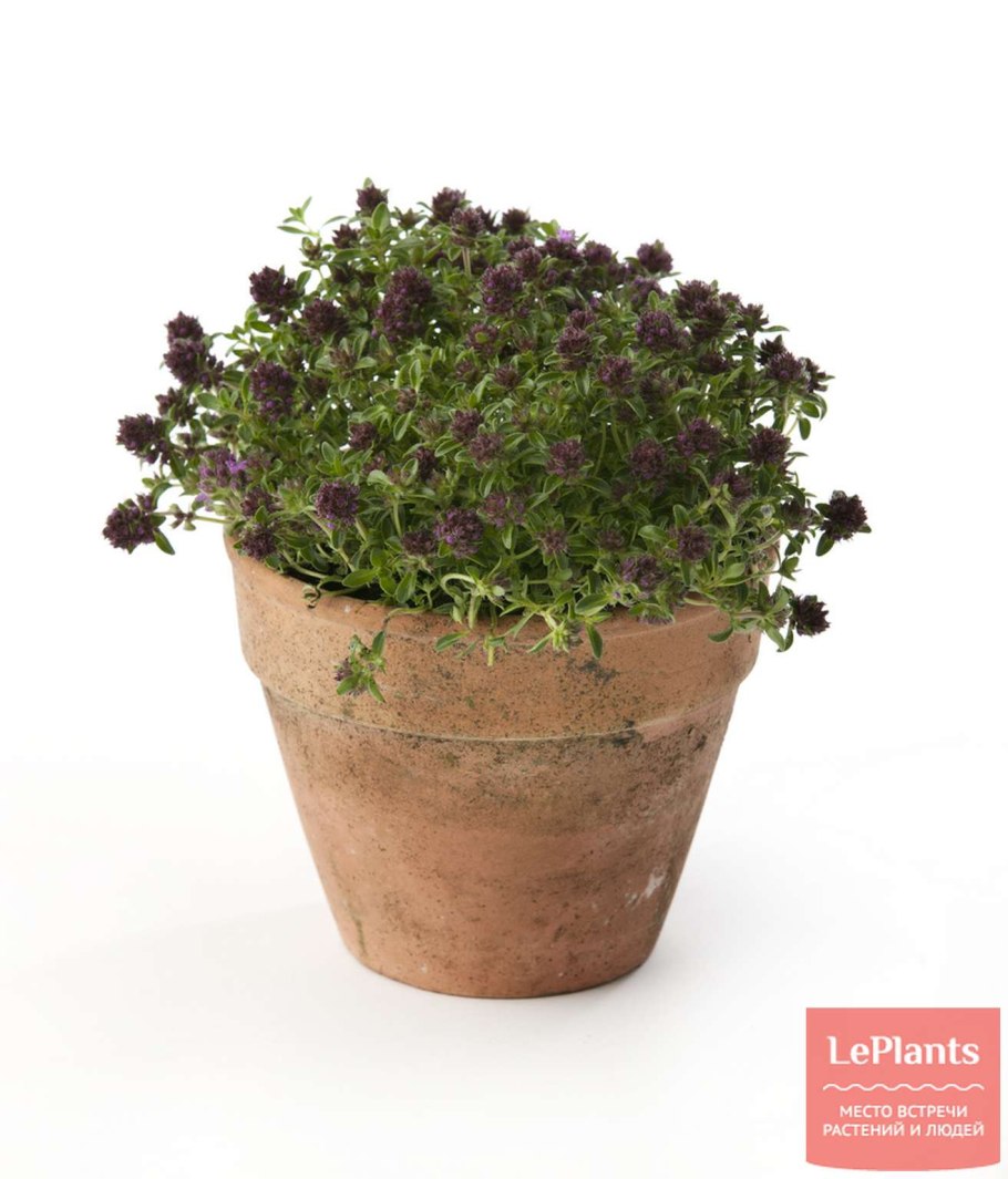 Любит ли полив чабрец